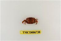 藏品(絨毛近方蟹)的圖片